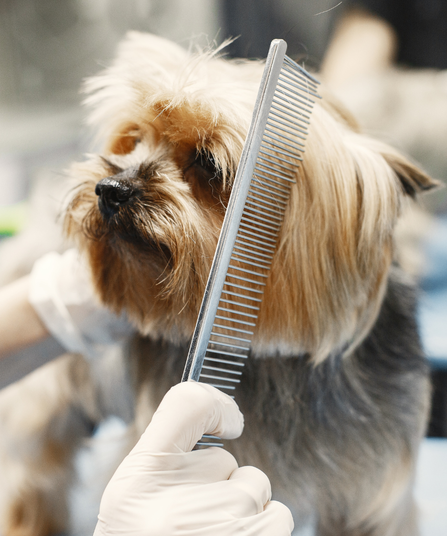 Dog being brushed after a haircut