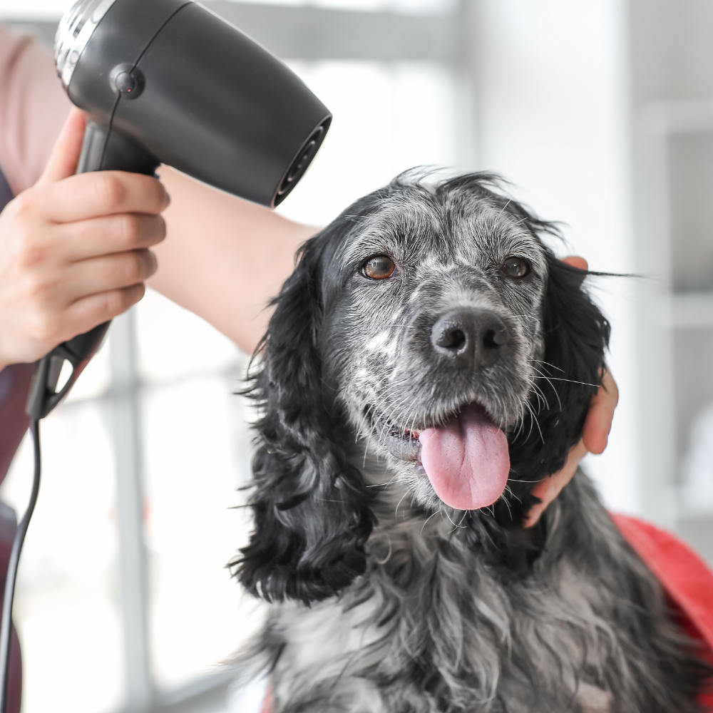 Dog receiving a blow dry after a bath